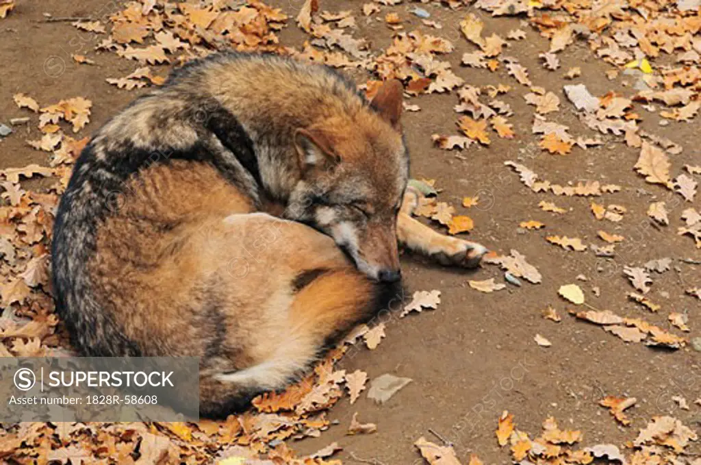 Sleeping Wolf, Bayerischer Wald, Bavaria, Germany   