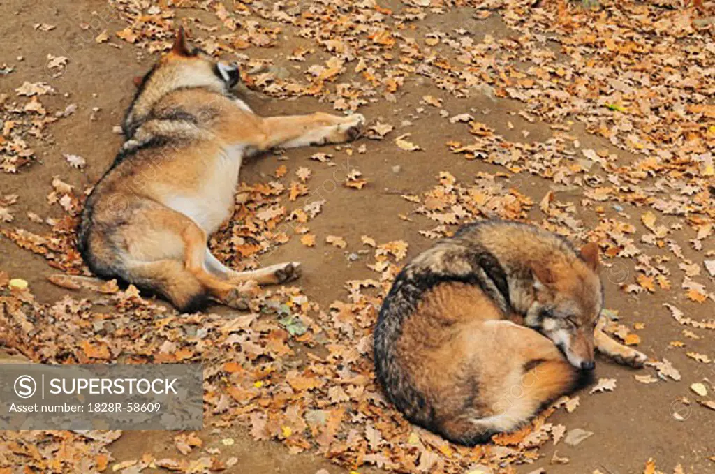 Sleeping Wolves, Bayerischer Wald, Bavaria, Germany   