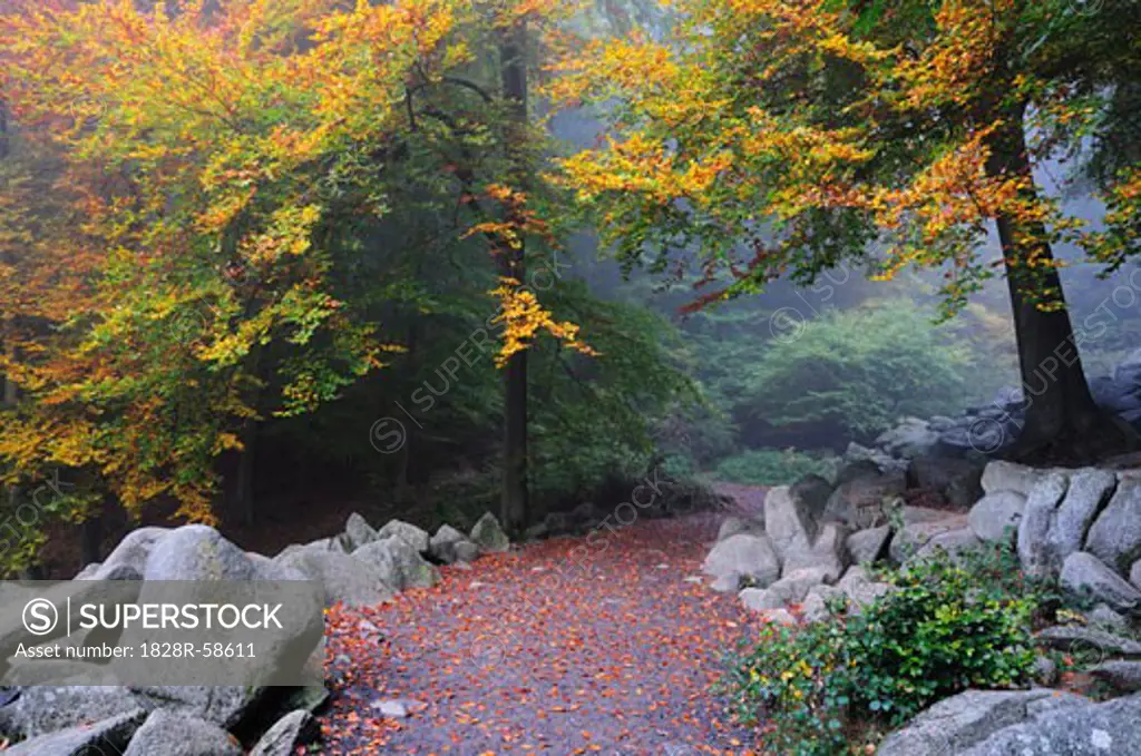 Walkway through Stone Run in Forest, Reichenbach, Odenwald, Hessen, Germany   