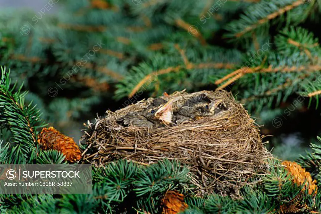Baby American Robins in Nest, Calgary, Alberta, Canada   
