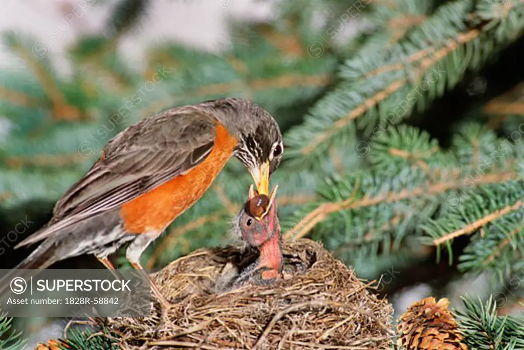 American Robin Mother Feeding Babies in Nest, Calgary, Alberta, Canada   