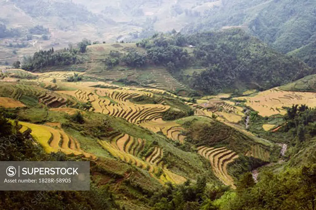 Rice Fields, Sa Pa, Lao Cai Province, Vietnam   