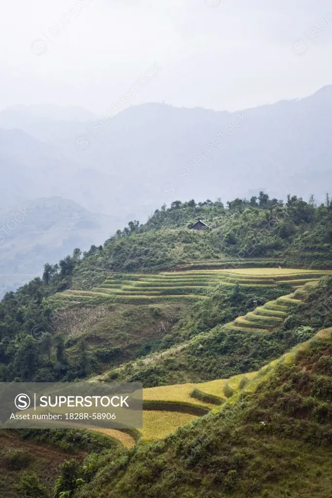 Rice Fields, Lao Cai Province, Vietnam   