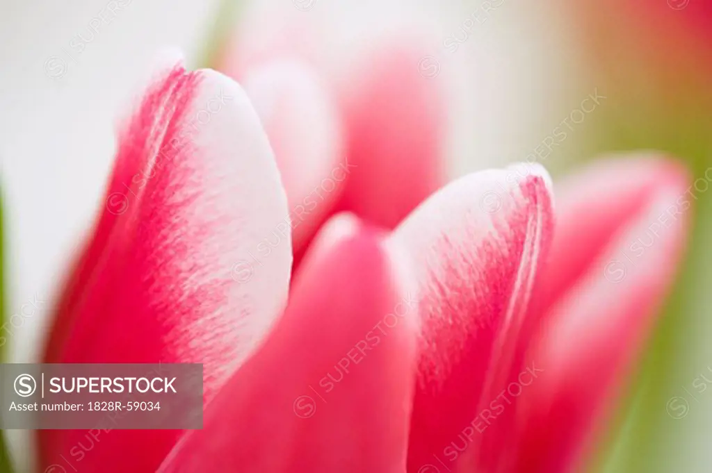 Close-up of Tulip   