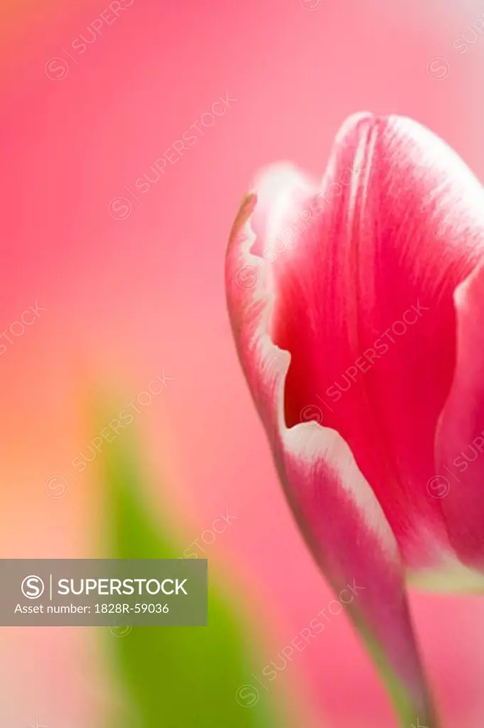 Close-up of Tulip   