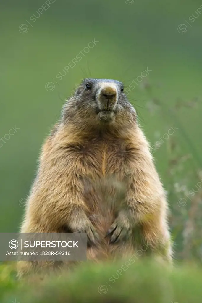 Portrait of Alpine Marmot, Hohe Tauern National Park, Austria   