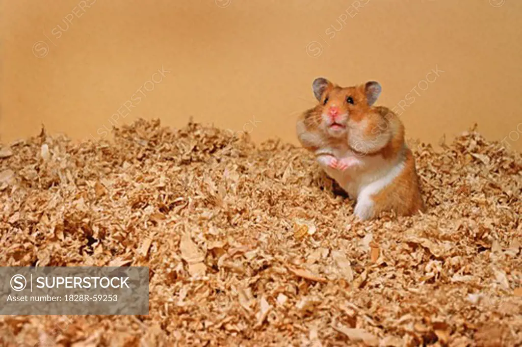 Hamster with Stuffed Cheeks   