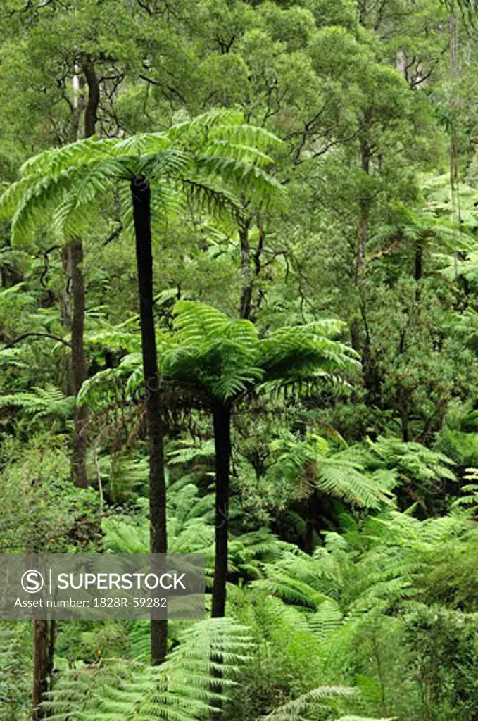 Tree Ferns, Dandenong Ranges National Park, Victoria, Australia   