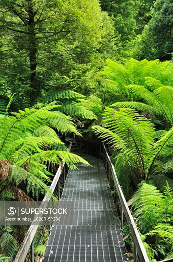 Path, Mount Donna Buang, Yarra Ranges National Park, Victoria, Australia   
