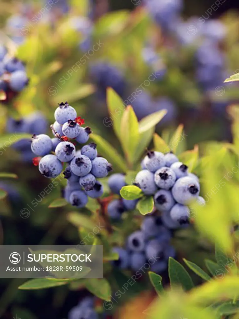 Blueberries on Bush   