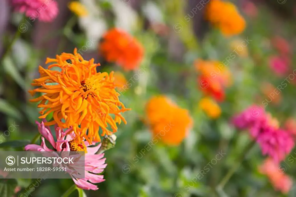 Colourful Flowers in Garden   