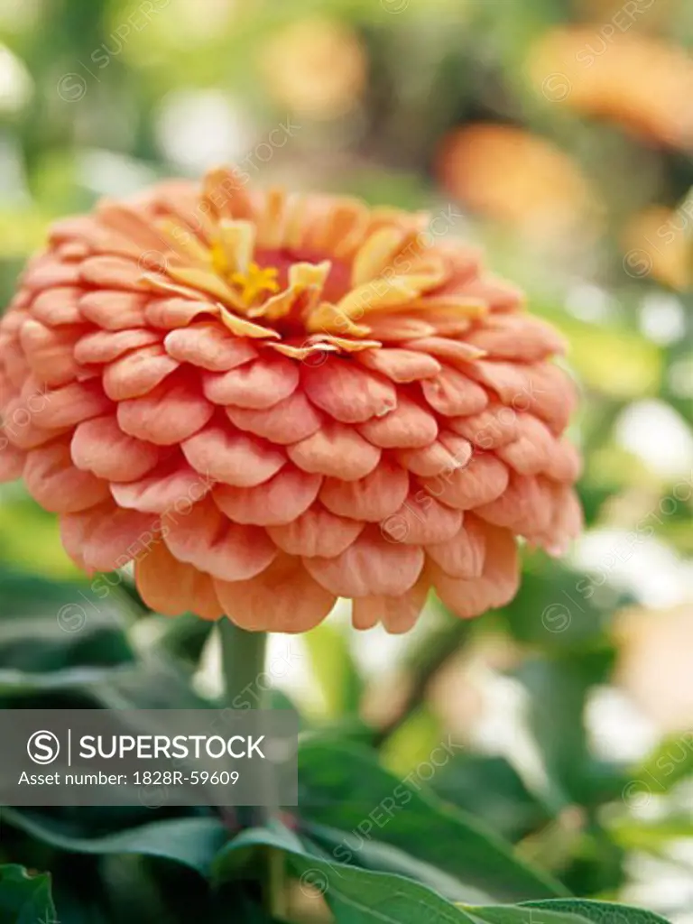 Peach Zinnia   