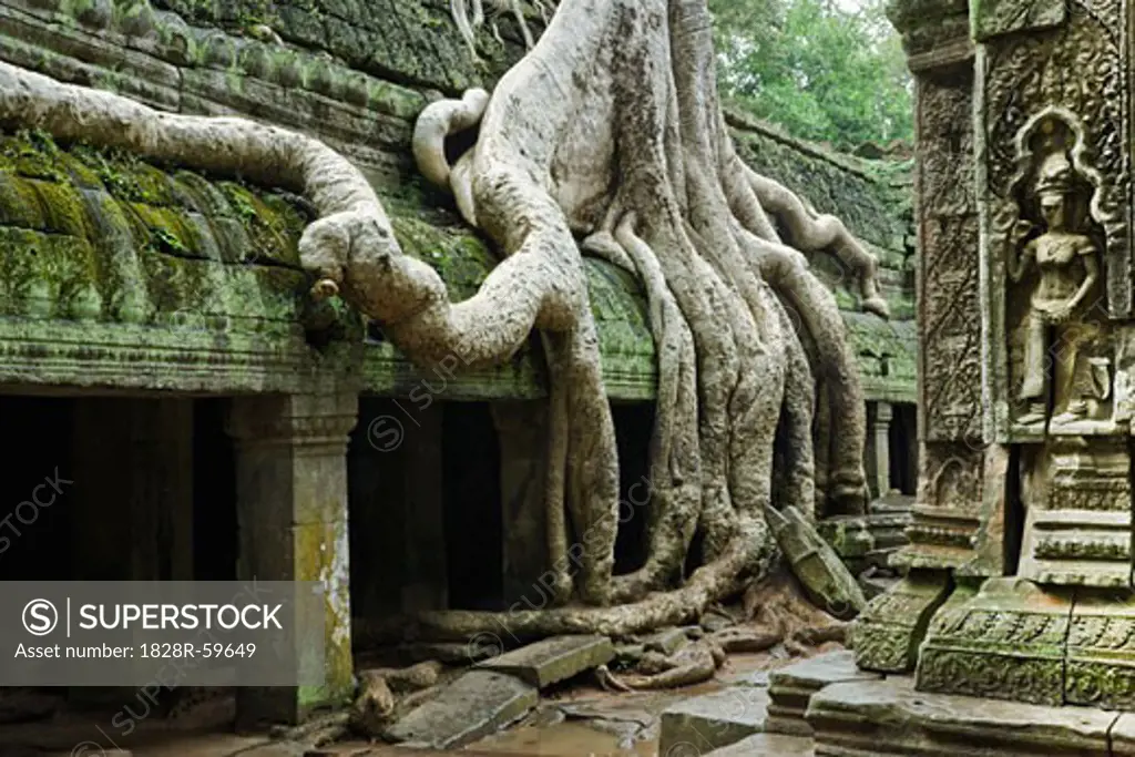 Ta Prohm Temple, Angkor, Cambodia   