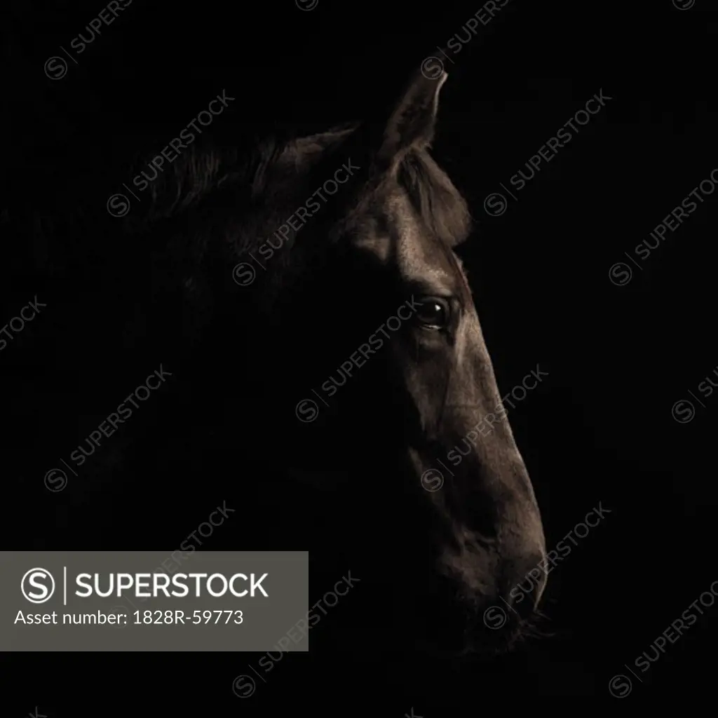 Portrait of Horse   