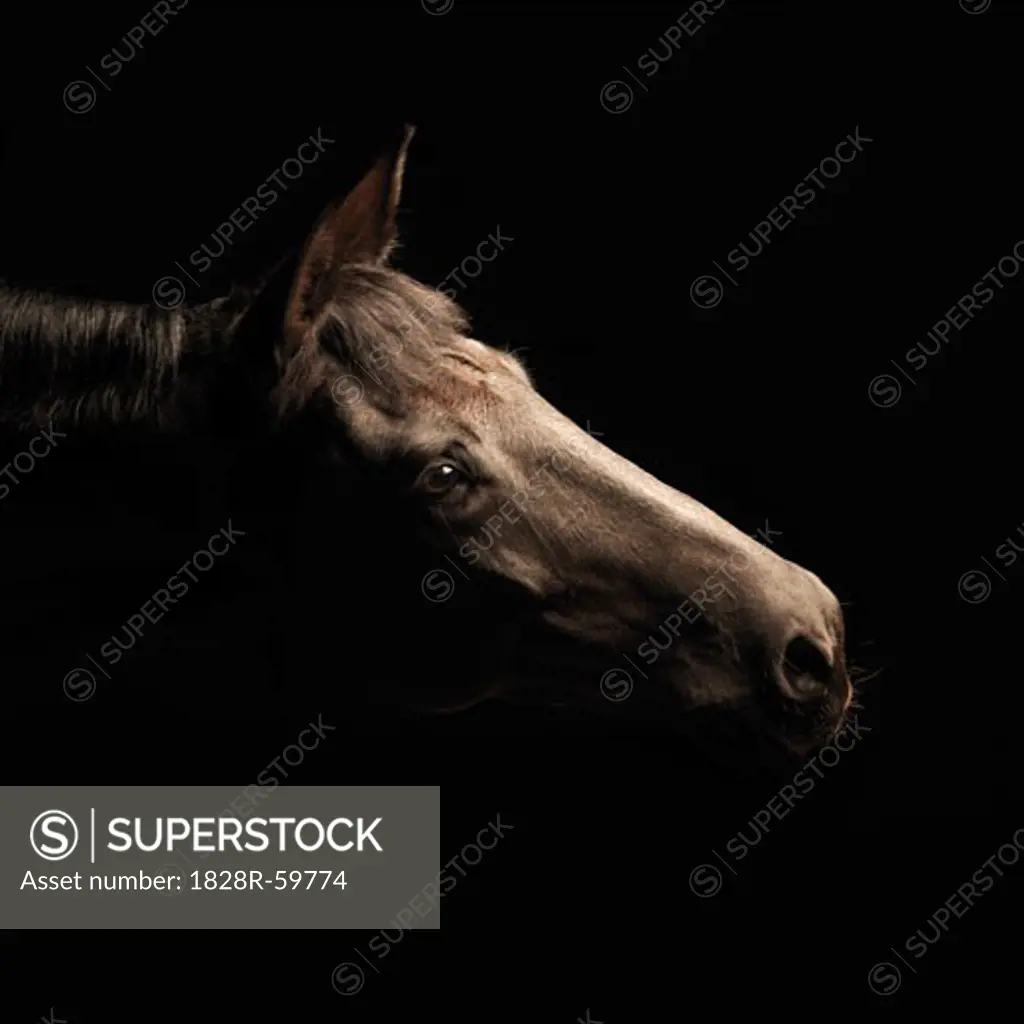 Portrait of Horse  