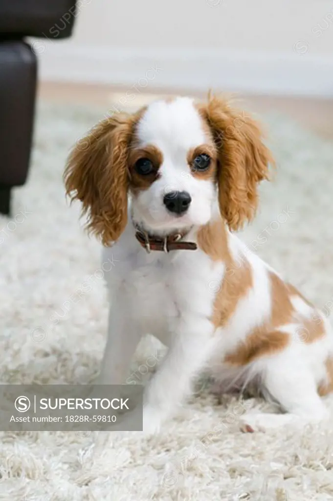 Portrait of King Charles Spaniel Puppy   