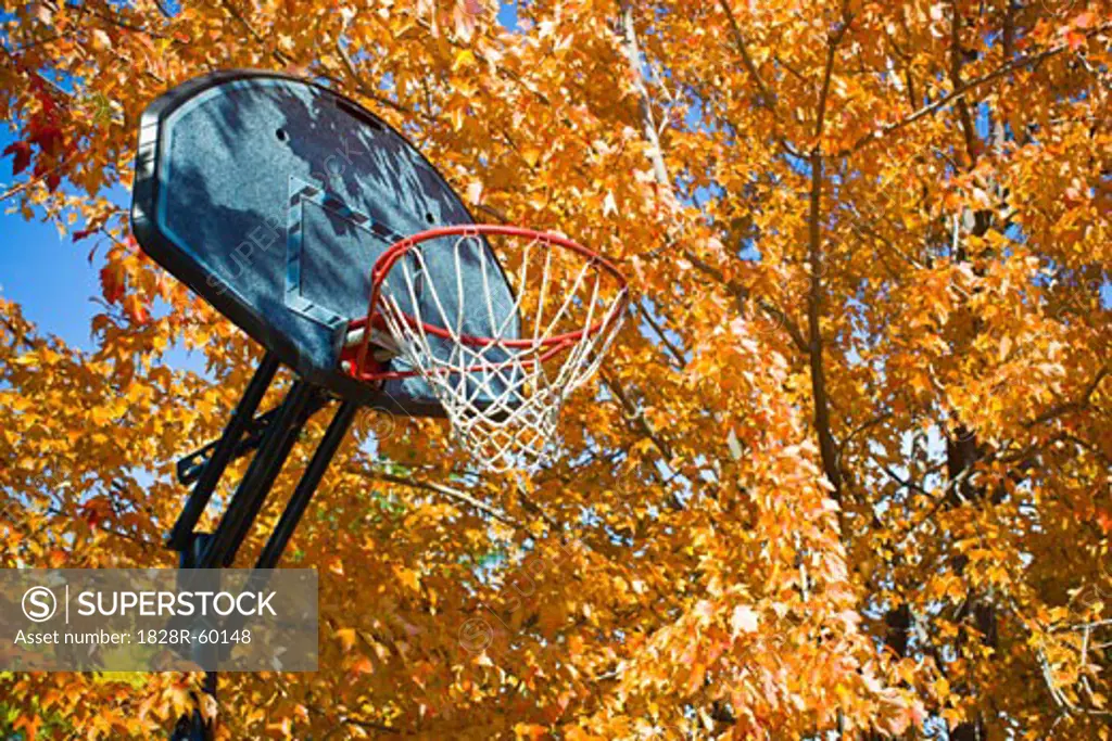 Basketball Hoop in Fall Leaves of Tree, Ashland, Oregon, USA   