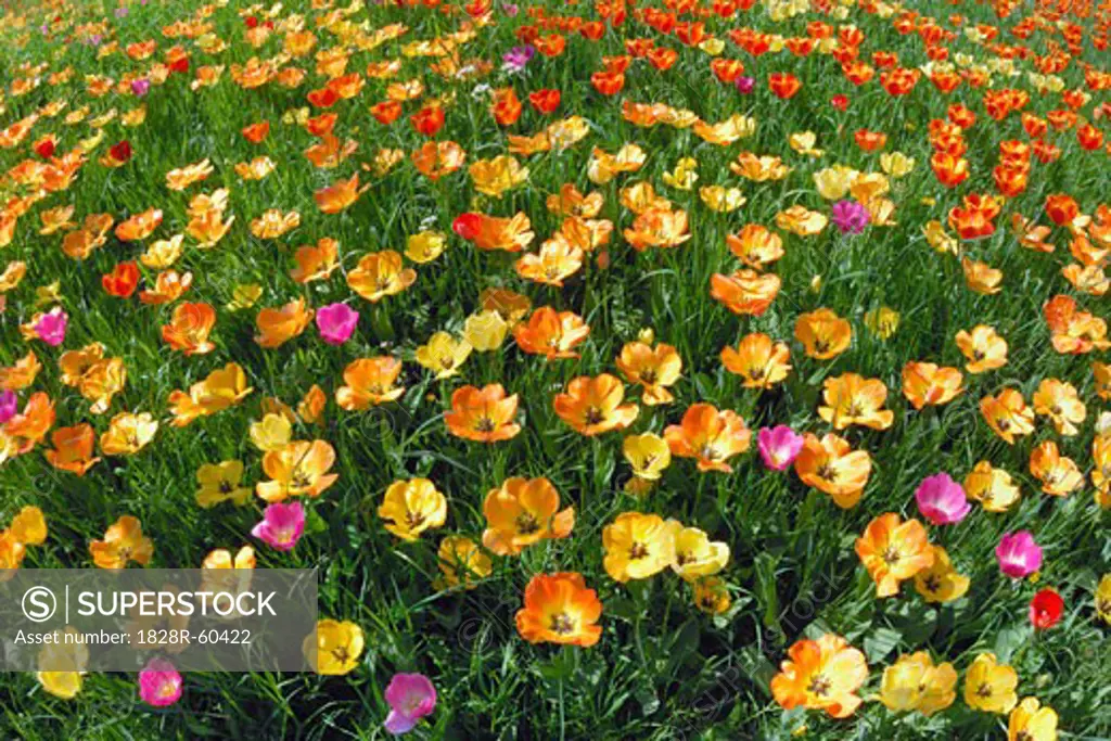 Field of Colourful Tulips, Baden-Wurttemberg, Germany   