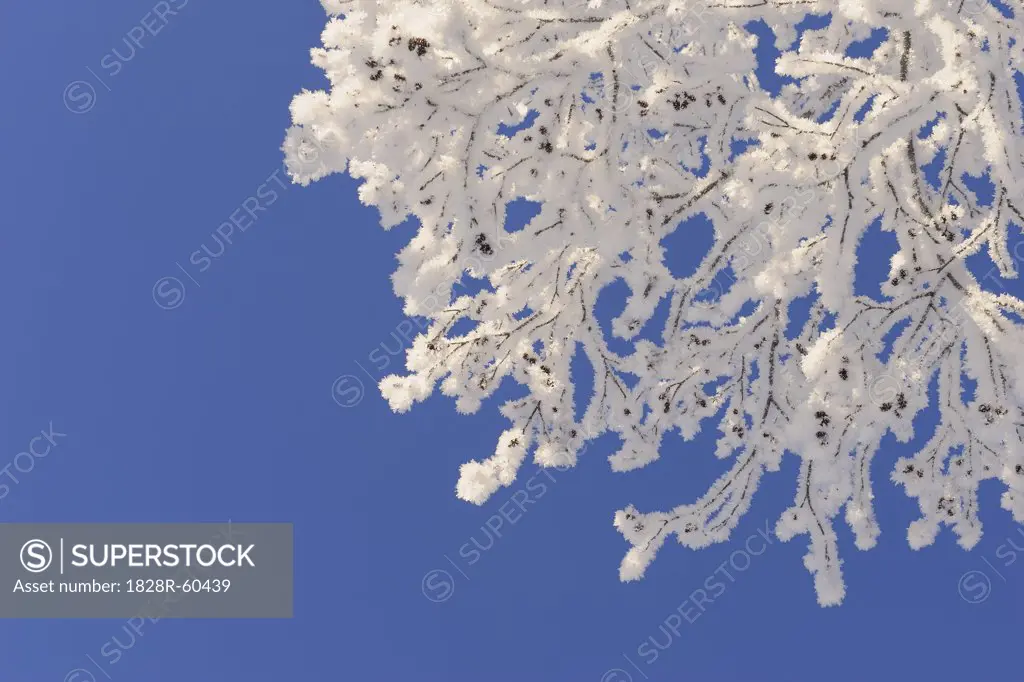 Snow Covered Branch Against Blue Sky, Bavaria, Germany   