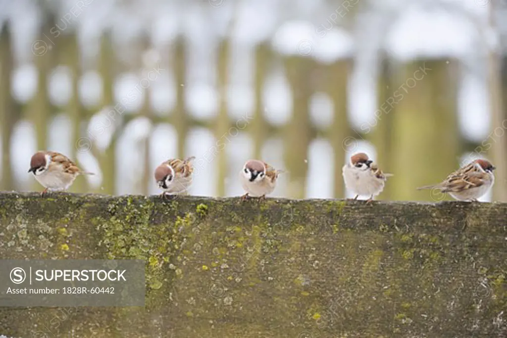 Five Sparrows Sitting on Fallen Tree Trunk   