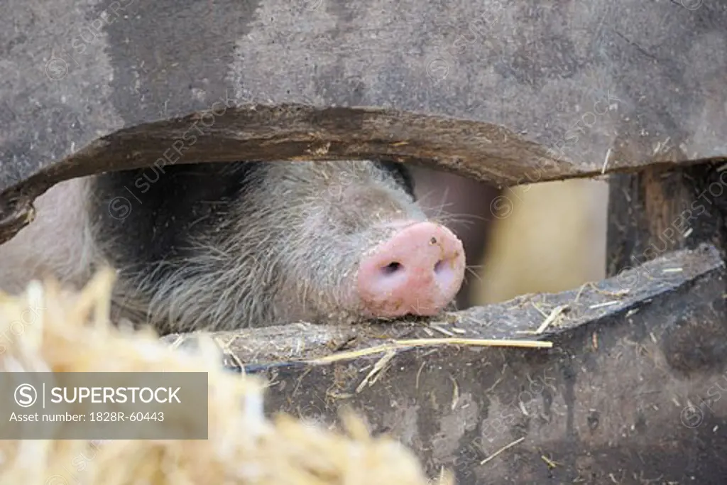 Piglet's Nose Poking Through Wooden Fence, Baden-Wurttemberg, Germany   