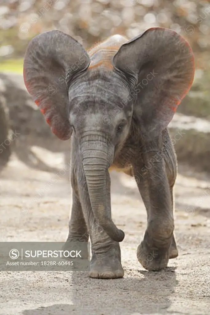 African Elephant Calf   