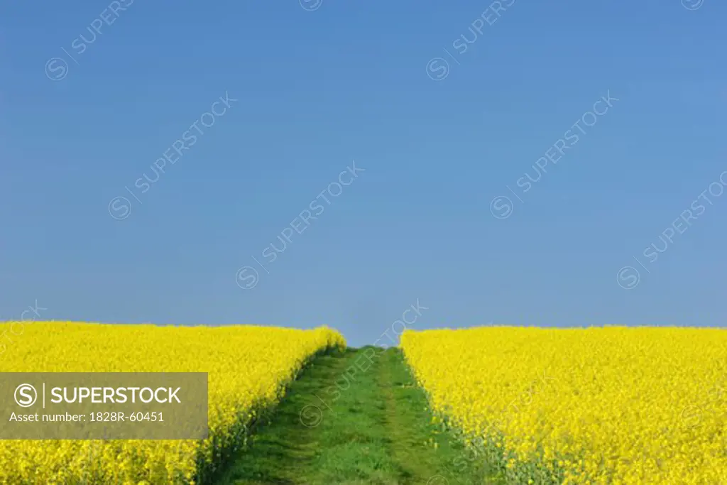 Path Through Rapeseed Field in Spring, Bavaria, Germany   