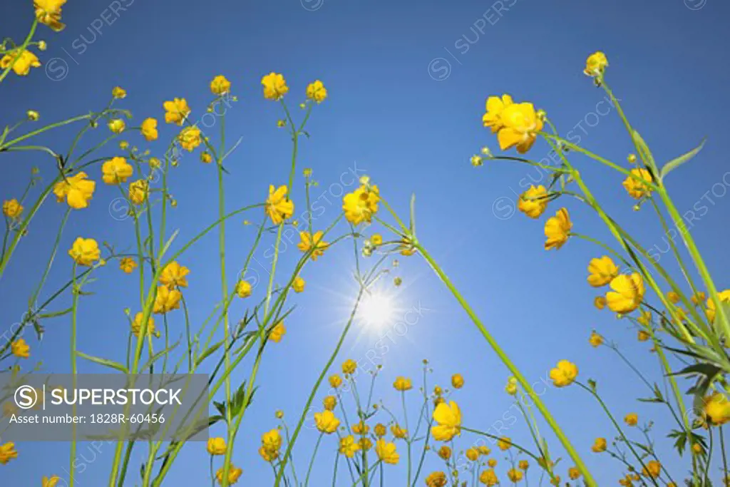 Close-Up of Buttercups in Meadow, Canton of Zurich, Switzerland   
