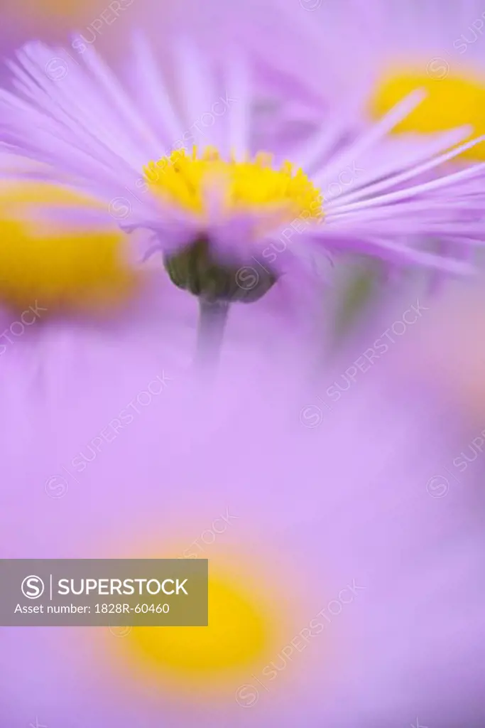 Close-Up of Asters   