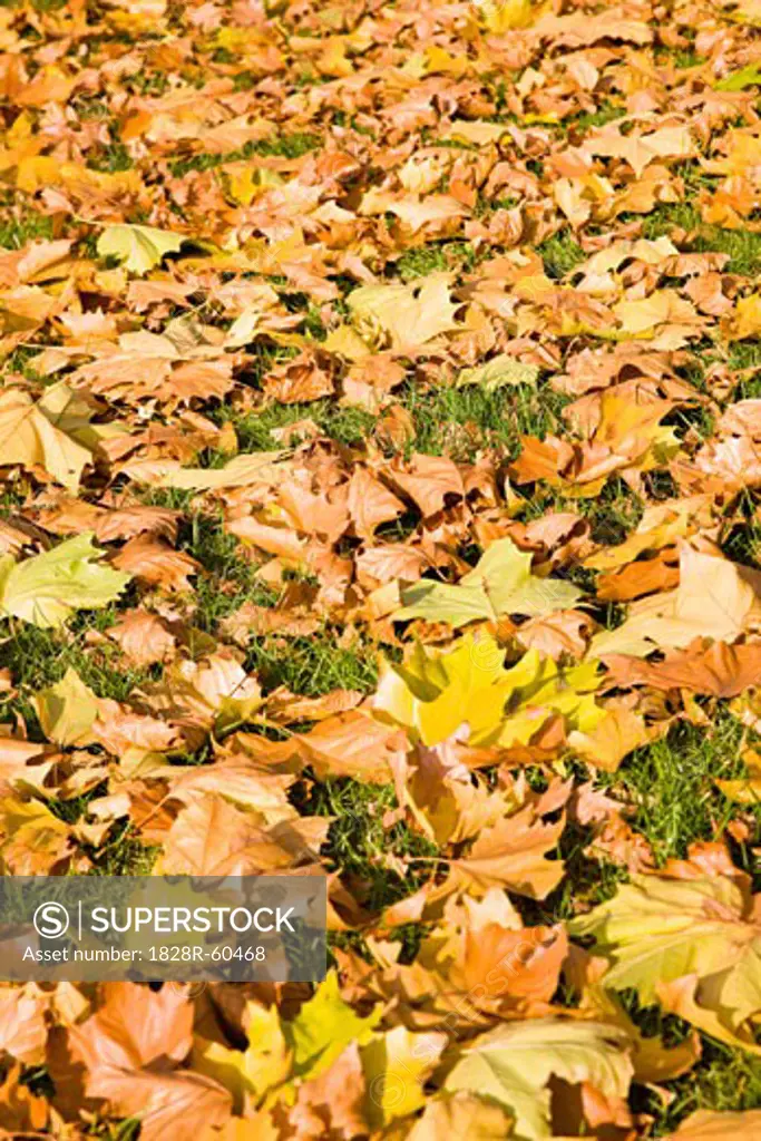 Autumn Leaves on the Ground   