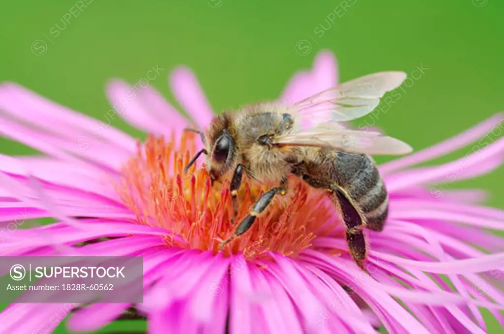 Honey Bee on Flower   