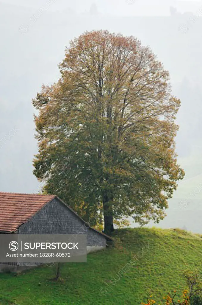Barn and Tree, Switzerland   