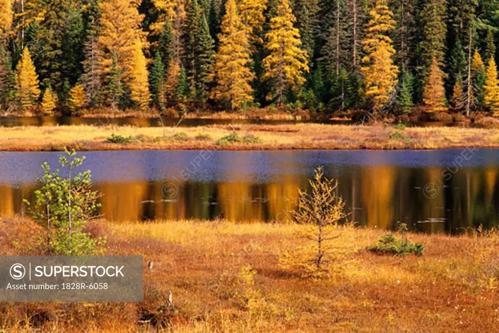 Tamarack and Spruce Trees near Wolf Howl Lake in Autumn, Algonquin Provincial Park, Ontario, Canada   
