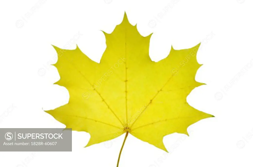 Maple Tree Leaf   