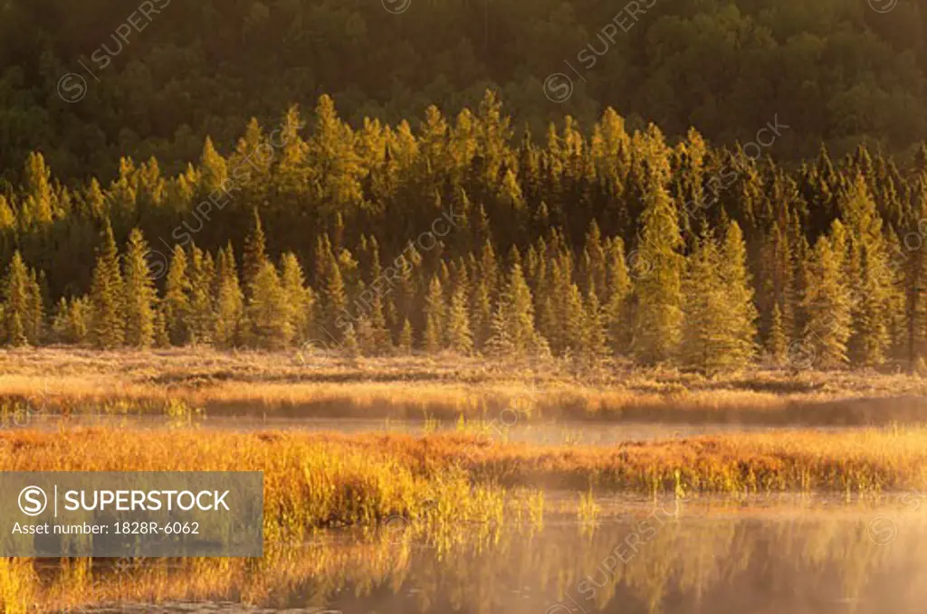 Costello Creek, Trees and Mist, Algonquin Provincial Park, Ontario, Canada   