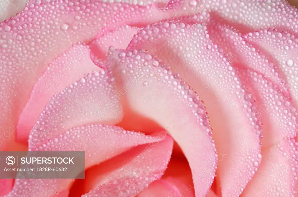 Pink Rose   