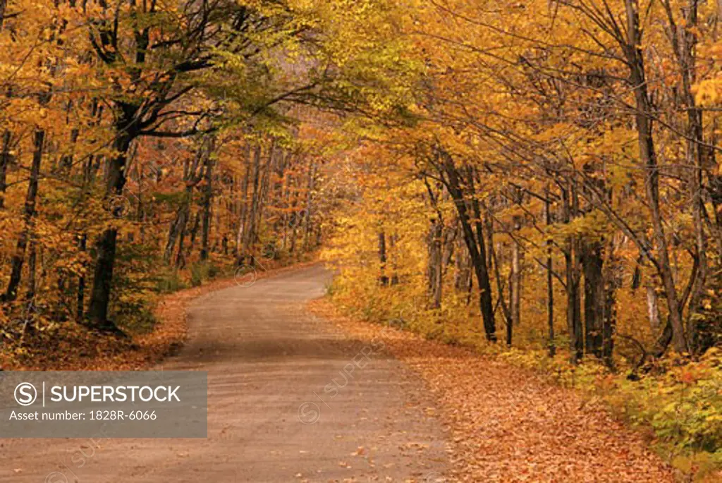 Road through Trees in Autumn, Algonquin Provincial Park, Ontario, Canada   