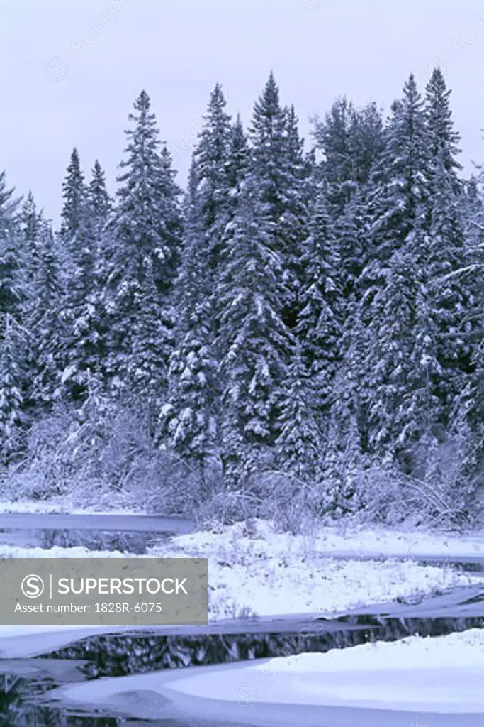 Forest and Stream in Winter, Algonquin Provincial Park, Ontario, Canada   