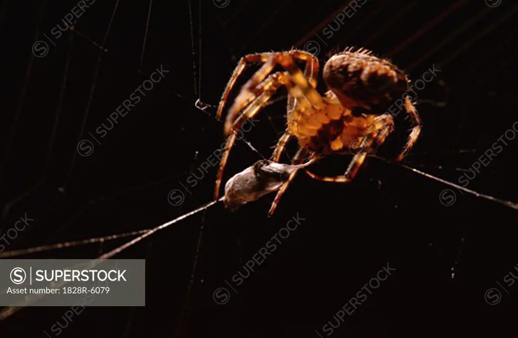Close-Up of Spider Eating Prey   
