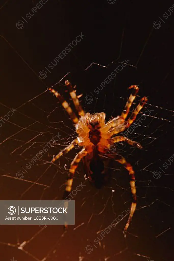 Close-Up of Spider   