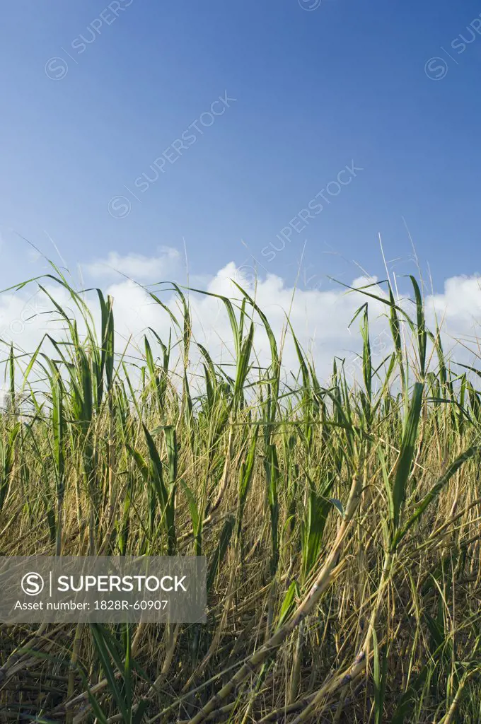 Field of Tropical Sugar Cane, Ishigaki Island, Yaeyama Islands, Okinawa, Japan   