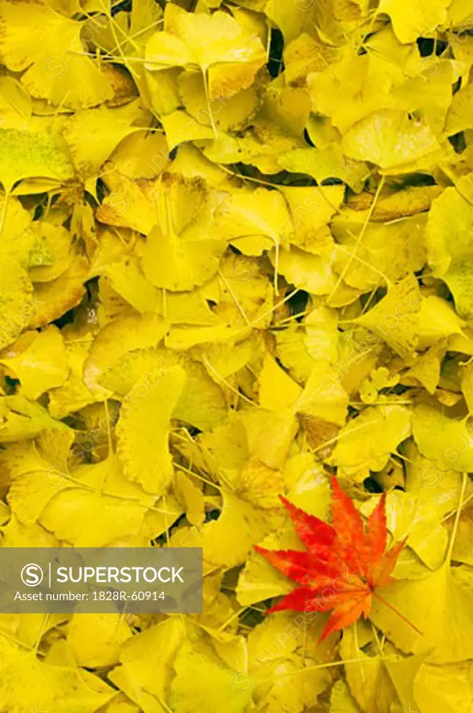 Red Japanese Maple Leaf on Bed of Yellow Gingko Leaves   