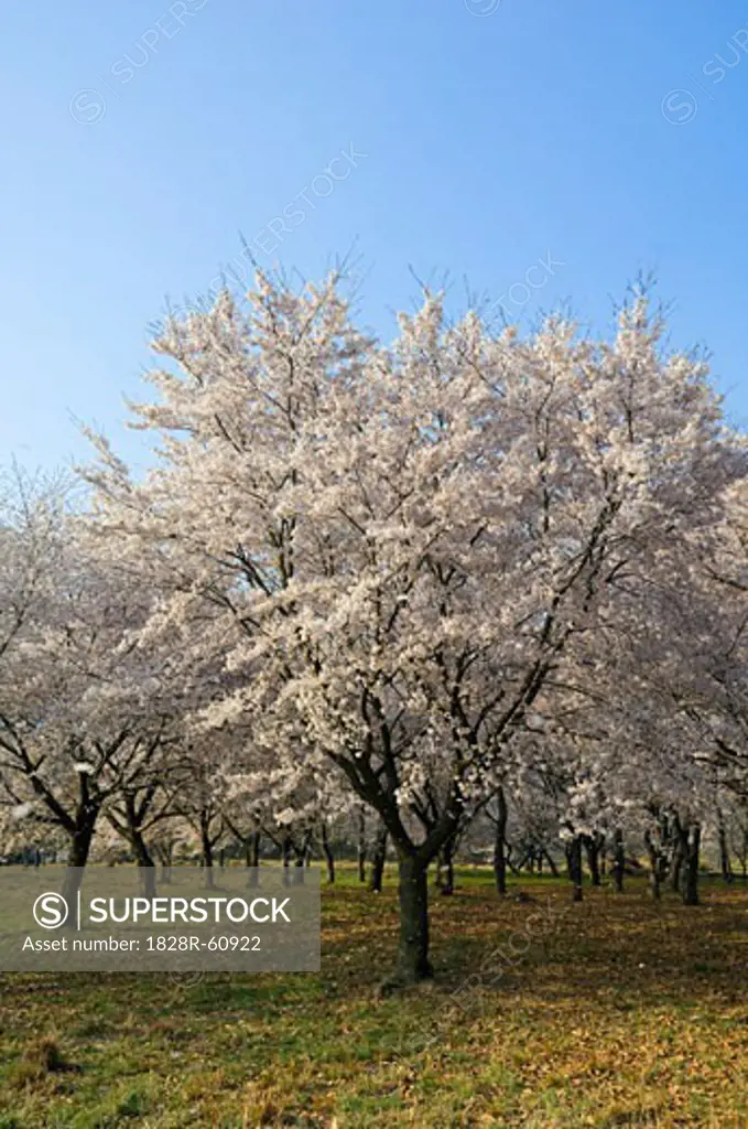 Cherry Blossoms, Tokyo, Japan   