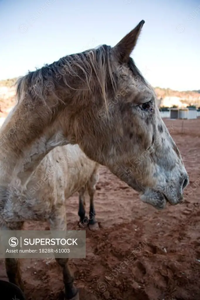 Horse at Best Friends Animal Sanctuary, Kanab, Utah, USA   