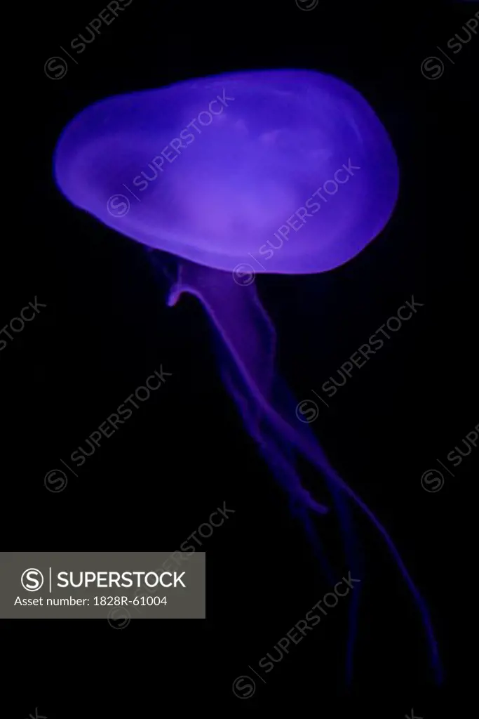 Jellyfish at Atlanta Aquarium, Atlanta, Georgia, USA   