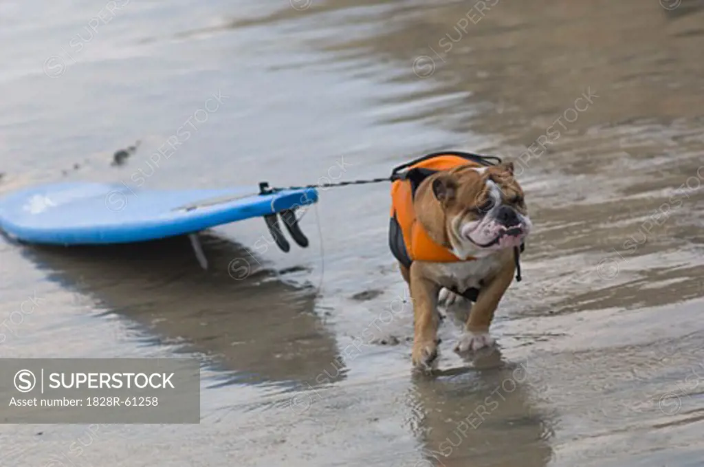 Dog Pulling Surfboard at Surf Dog Surf-A-Thon, Del Mar, California, USA   
