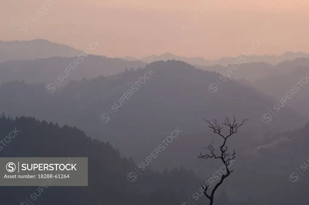 Bare Tree and Mountains, Jenner, California, USA   