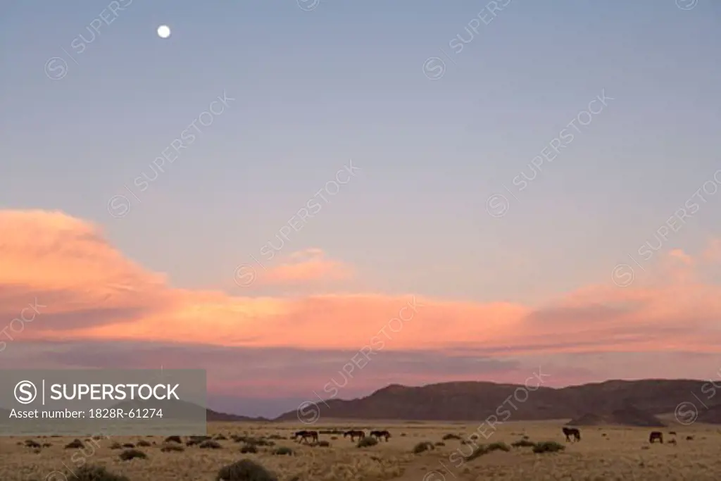 Wild Horses, Aus, Karas Region, Namibia   