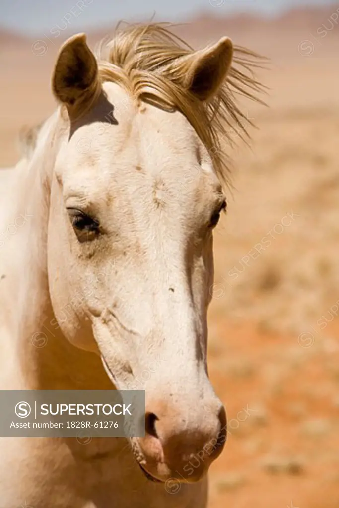 Close-up of Wild Horse, Aus, Karas Region, Namibia   