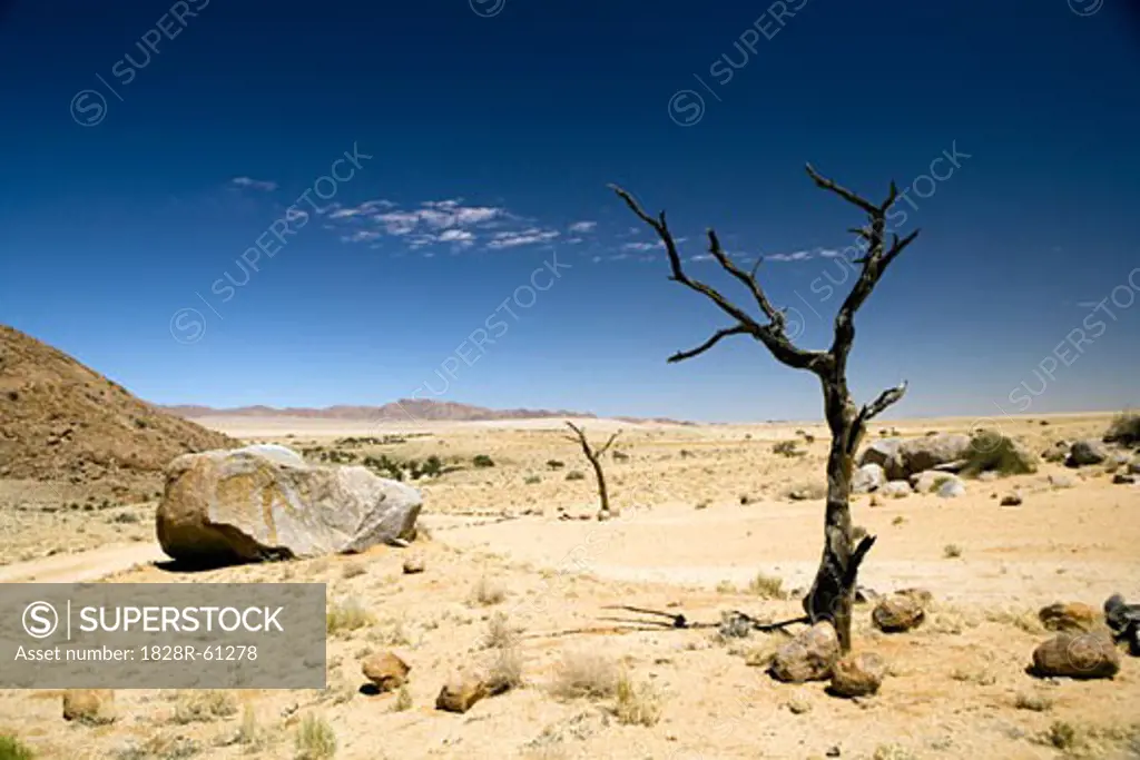 Dead Tree in Desert, Aus, Karas Region, Namibia   